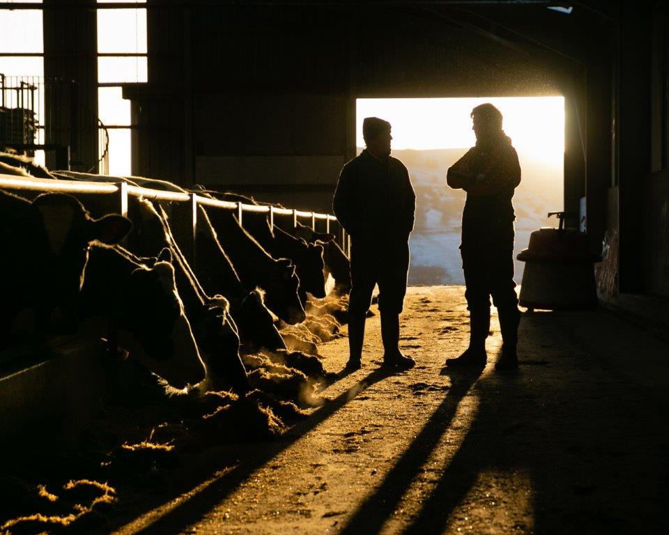 Tom and David Campbell stood in a cow shed with cows feeding to the left back lit by the sun